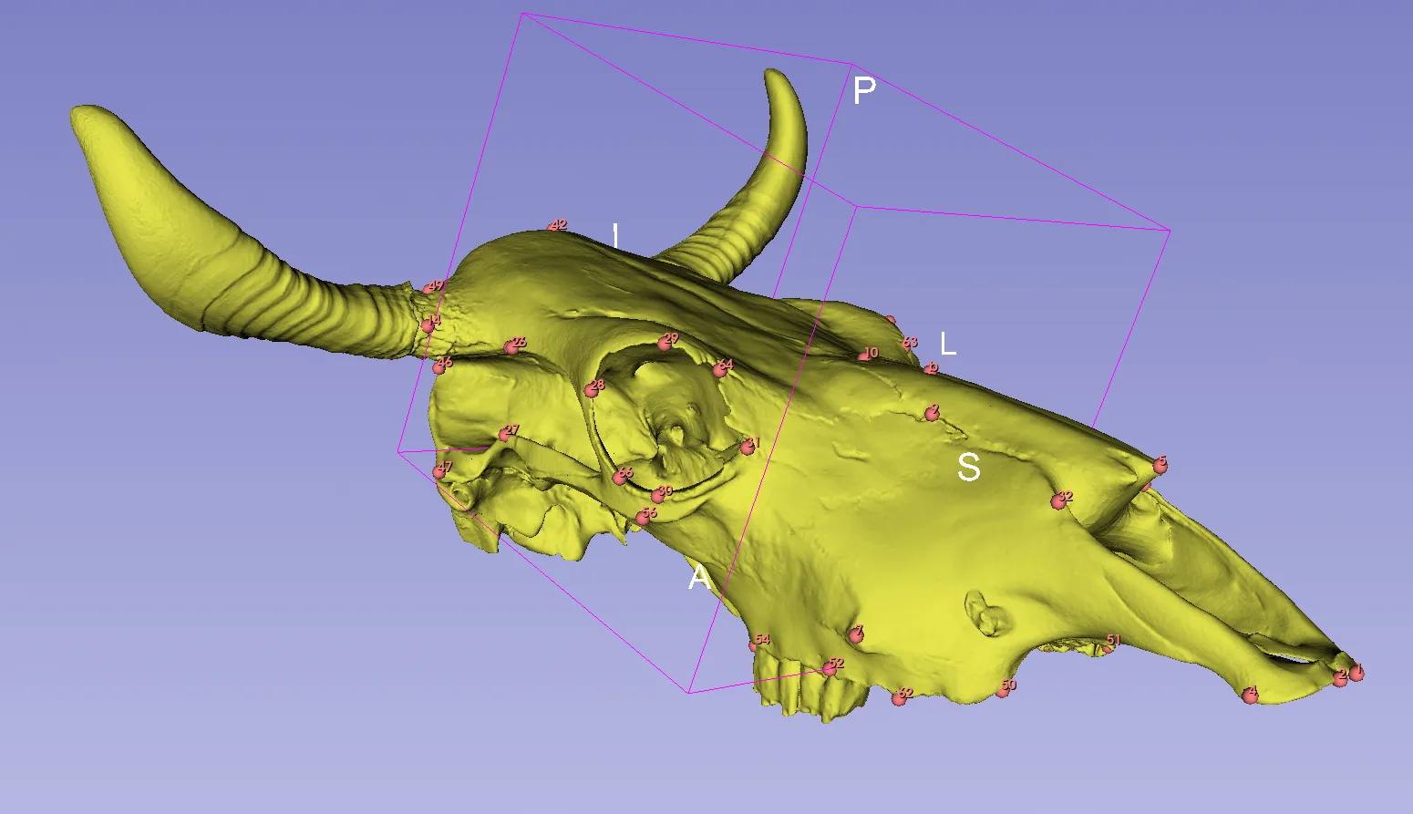 This project contains a 3d skull model for Bos Taurus and Ovis. It also contains information about the marked-up coordinates